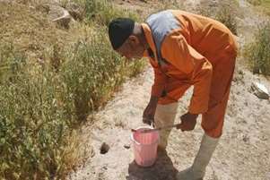اجرای برنامه لانه‌کوبی جوندگان برای کنترل بیماری سالک در مناطق روستایی